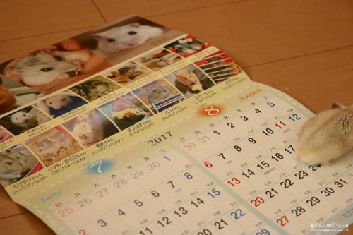 ハムスター・モルモットづくしカレンダー