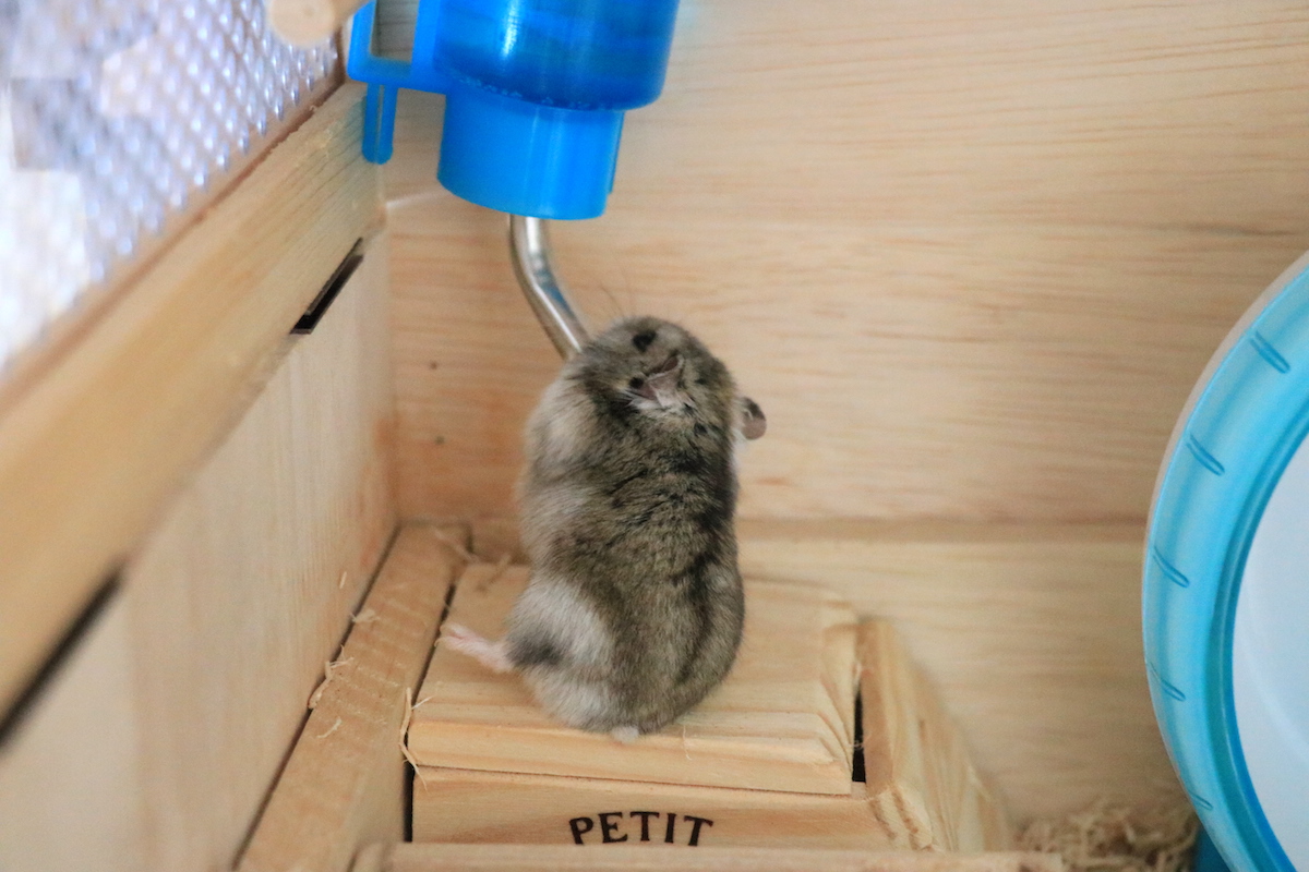 ちとせ流 水の飲み方 じゃんがりハム日和