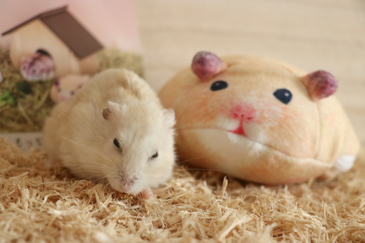 新品本物 新品 フェリシモ もっちりハムスターポーチ 2 キンクマ ハムスター 人気満点