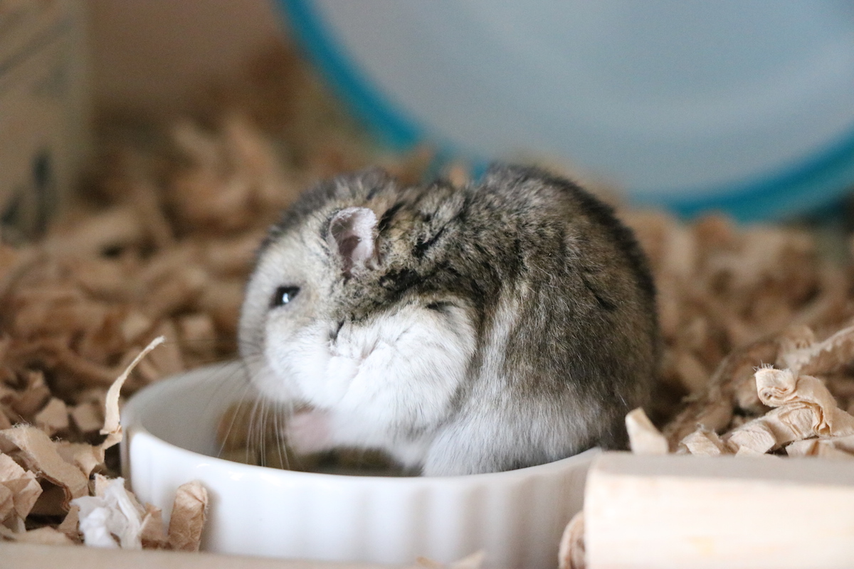 ちとせ、冬モード発動中。 | じゃんがりハム日和【ジャンガリアンハムスター飼育日記ブログ】