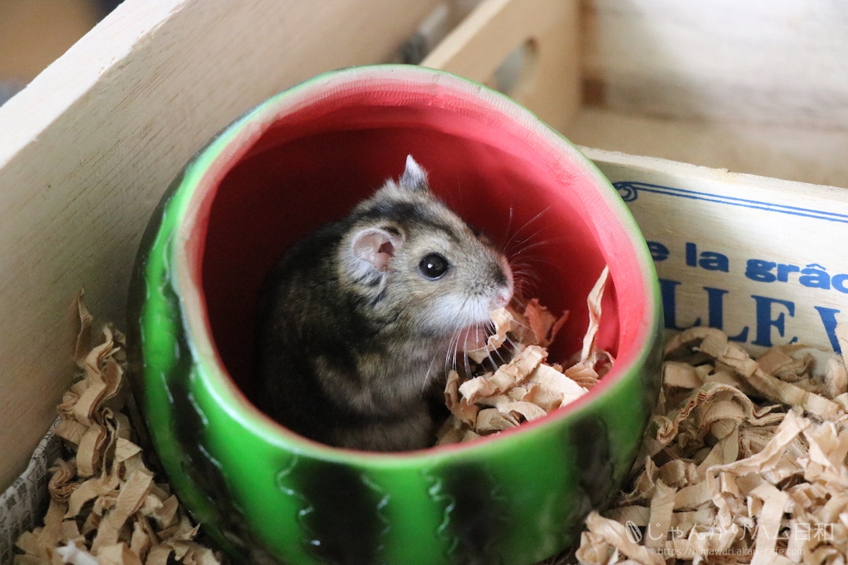 食いしん坊ハムスター♡スイカ