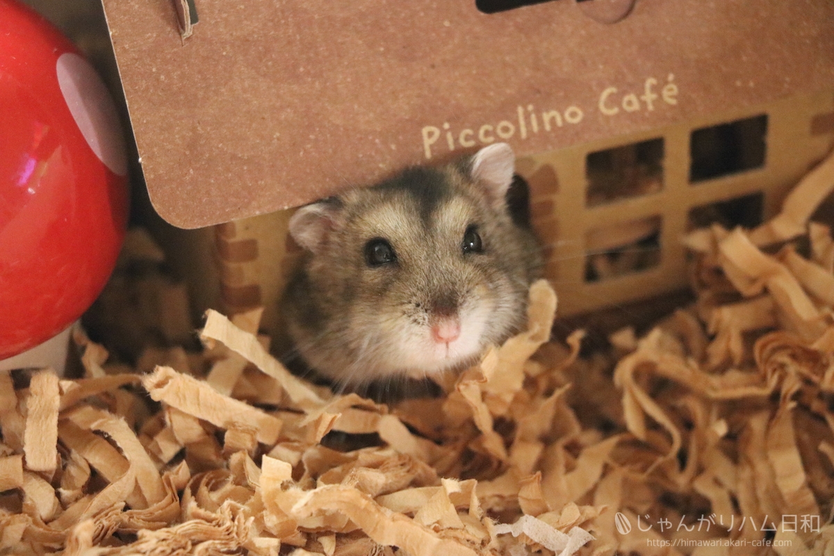 シャンカリ ペンダントトップ 望む物事を実行するパワーと過去の傷を糧に前に進む シャンカリ ペンダントトップ 望む物事を実行するパワーと過去の