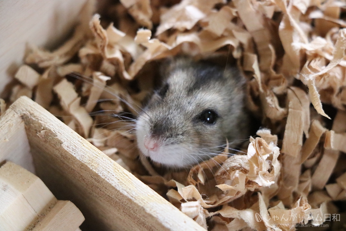 うもれるのどかちゃん じゃんがりハム日和