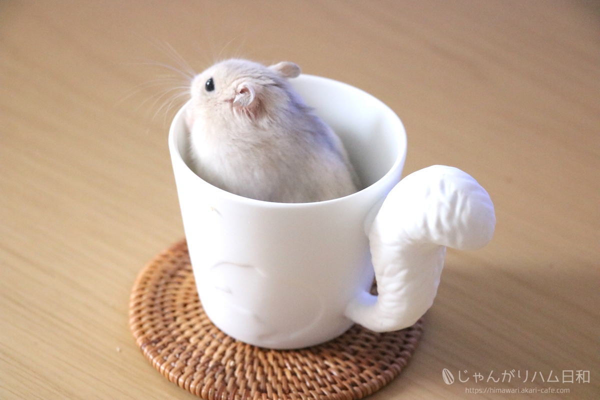 Hamster Is The Drink ハムスターは飲みものです じゃんがりハム日和