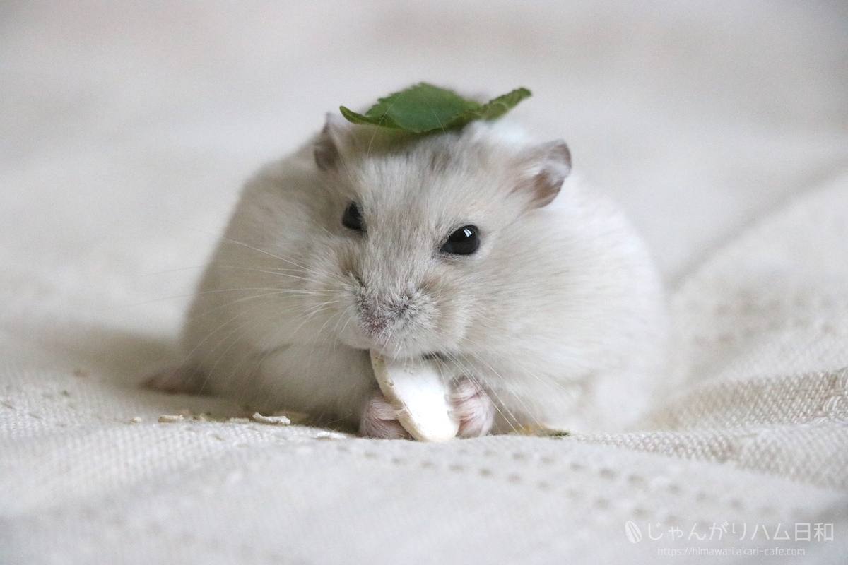 カボ種もぐもぐ 化けハム 栗丸 じゃんがりハム日和