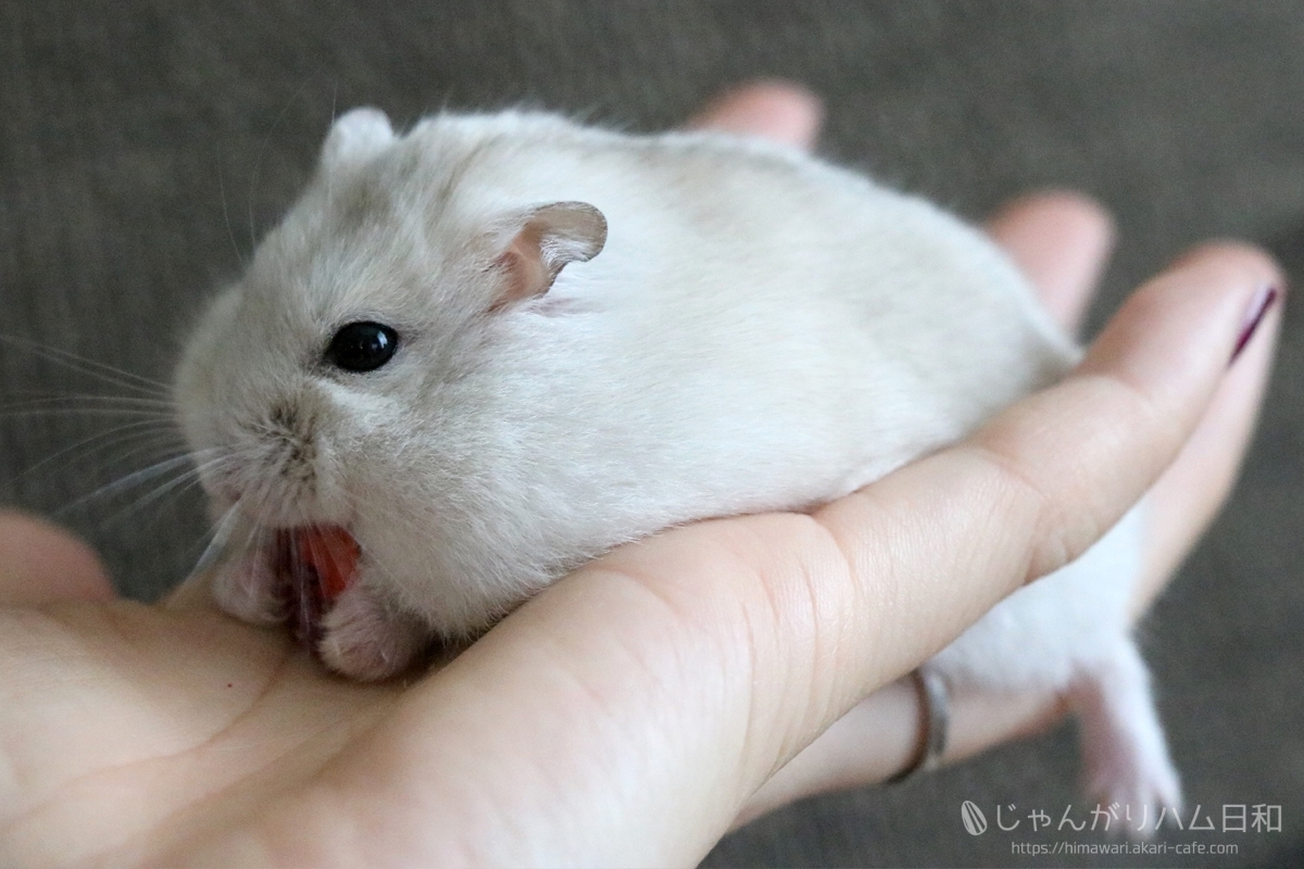 とろける栗丸イチゴ大福 じゃんがりハム日和 とろける栗丸イチゴ大福 じゃんがりハム日和