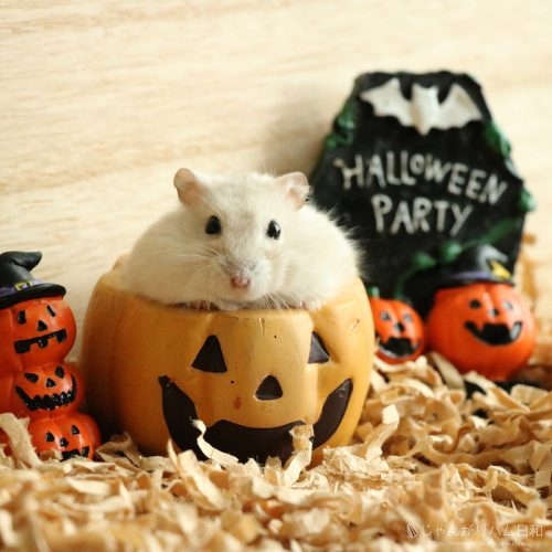 イエロージャンガリアン（プティング）ハムスター栗丸　ハロウィン