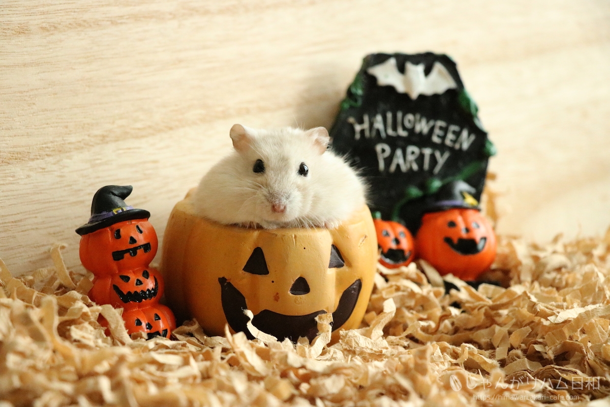 ハムスター レジン Halloween カボチャ お化け ハムスター レジン Halloween カボチャ お化け