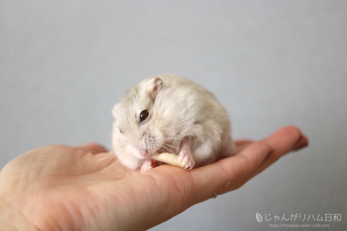 じゃんがりハム日和 ジャンガリアンハムスター飼育日記ブログ